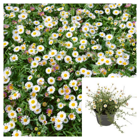 Erigeron Karvinskianus 4 Inches Plant Mexican Fleabane Flower Daisy Live Plant