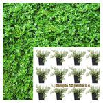 Herniaria Glabra Green Carpet 12Pks Of 2Inches Pot Plant Rupturewort Palnt Groundcovers Live Plant Mr7