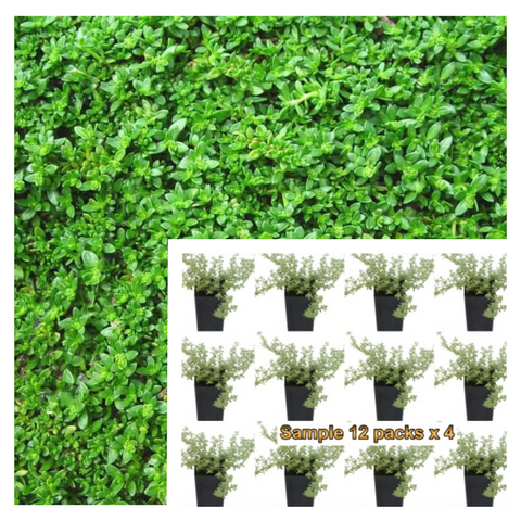 Herniaria Glabra Green Carpet 12Pks Of 2Inches Pot Plant Rupturewort Palnt Groundcovers Live Plant Mr7