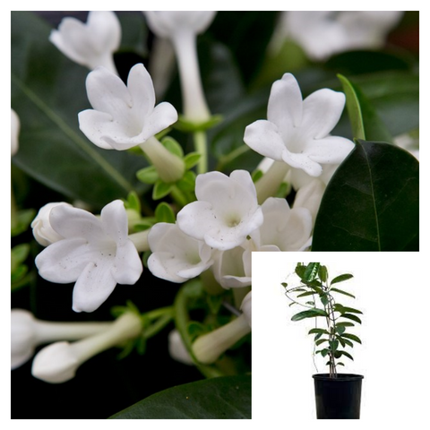 Stephanotis Floribunda 6 Inches Plant Madagascar Jasmine Waxflower Creeping Tuberose Live Plant Ht7