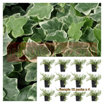 Ivy Eva Variegated Plant 6Pks Of 2Inches Pot Glacier Live Plant Ground Cover Ht7