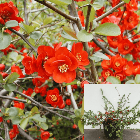 Chaenomeles Hybrid Texas Scarlet 5 Gallon Flowering Quince Orange Red Live Plant Ht7