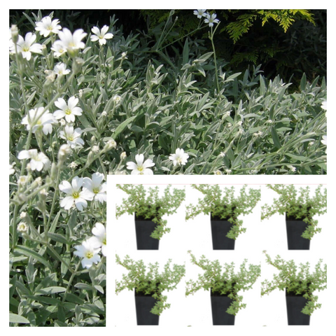 Cerastium Tomentosum Snow In Summer Plant 6 Of 2Inches Pot Sixpks White Live Plant Ground Cover