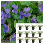 Viola Labradorica Plant 12Pks Of 2Inches Pot Twelvepks Labrador Violet Groundcover Ht7