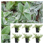 White Velvet Inchplant Jew Tradescantia Sillamontana Matuda Hairy Web Comb Fuzzy Live Plant 6pks Of 2 Inches Pot ht7