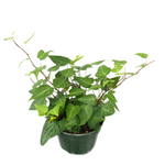 Ivy Natasha Climbing 4Inches Pot Hanging Plant English Vine Wall cover European