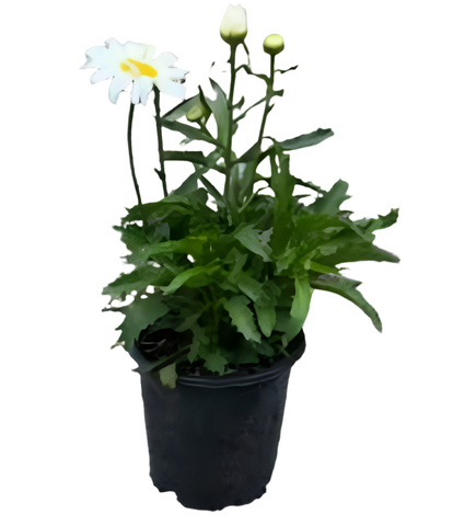Leucanthemum Superbum Snowcap 1Gallon Plant Burpee Daisy Shasta Silver Princess Perennial Live Plant Gr7