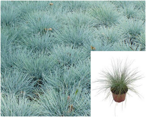 Festuca Glauca Lil Chill 1Gallon Plant Blue Fescue Perennial Grass Live Plant Ho7