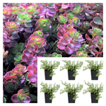 Sedum Elizabeth Plant Red Carpet Spurium Caucasian Stonecrop 6 Of 2Inches Pot Live Plant Ht7