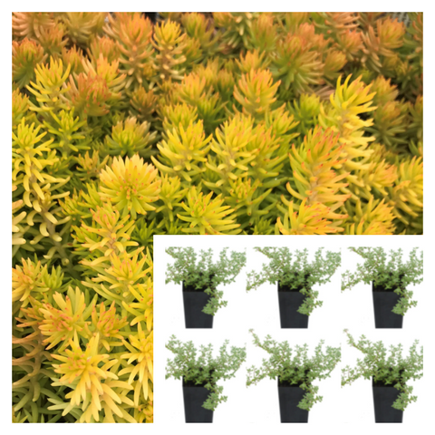Sedum Angelina Stonecrop Yellow Foliage Plant Succulent Rupestre 6Pks Of 2Inches Pott Ht7 Best
