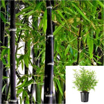 Phyllostachys Nigra Plant 1 Gallon Ht7 Black Bambo Plant Purple Bamboo Tree Live Plant Best Ht7