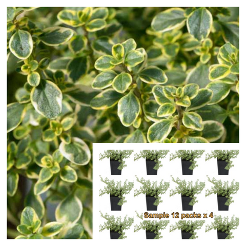 Thyme Lemon Plant 6Pks Of 2Inches Pot Thymus Citriodorus Live Plant Ground Cover Preord