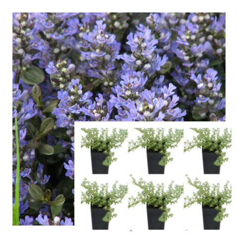 Ajuga Mint Chip Plant 6Pks Of 2Inches Pot Carpet Bugleweed Blue Bugle Bugleherb Carpet