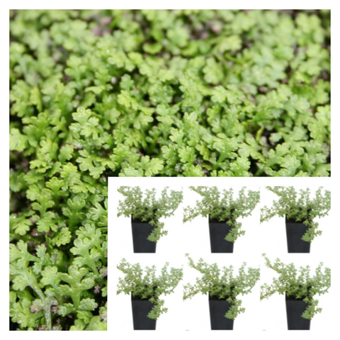 Brass Buttons Mini Green Leptinella Plant 6Pks Of 2Inches Pot Formerly Cotula Squalida A Live Plant Pl