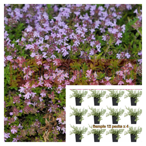 Thyme Mauve Plant Thymus Serpyllum Creeping Pink And Purple 6Pks Of 2Inches Pot Wild Thyme
