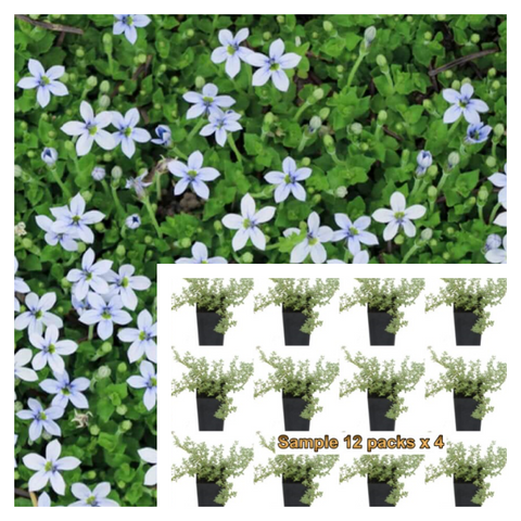 Isotoma Mini Blue Plant 12Pks Of 2Inches Pot Fluviatilis Live Plant Mr7 Ground Cover