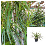 Dracaena Marginata Green 4Inches Pot Plant Dragon Tree Madagascar Malaysian Foliage Live Plant Ht7