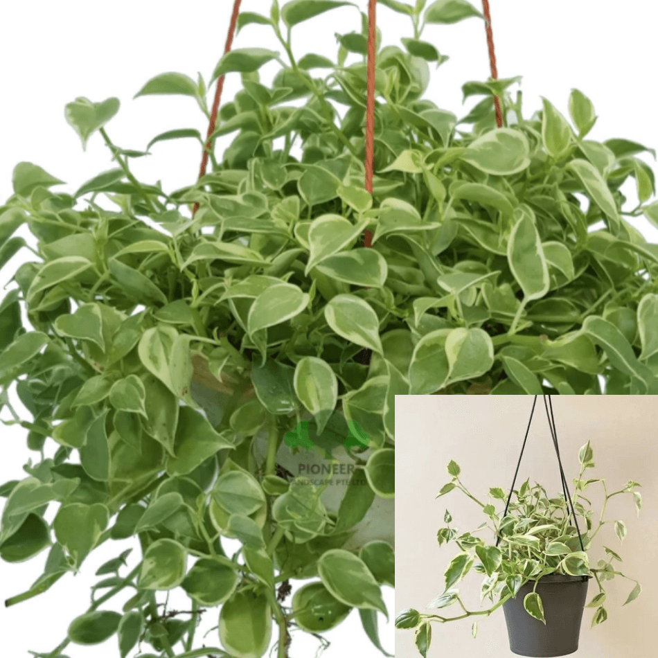 Peperomia Scandens Variegated Plant Cupid Indoor Hanging Live Plant ...