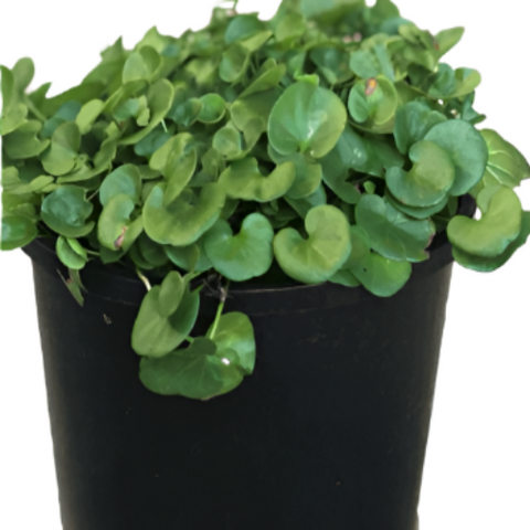 Dichondra Repens Plant Dichondra Repens Plant 12Packs Of 2Inches Pot Kidney Weed Live Plant Ground Cover Plant Mr7