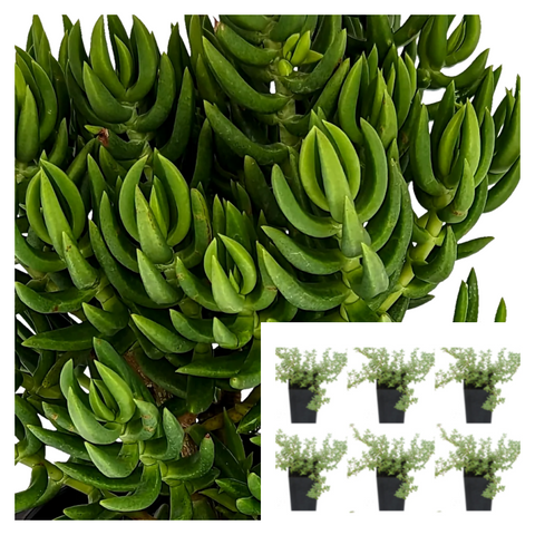 6pks Of 2 Inches Pot Plants Crassula Miniature Pine Tree Jade Plant Tetragona Live Plant Ht7 Best