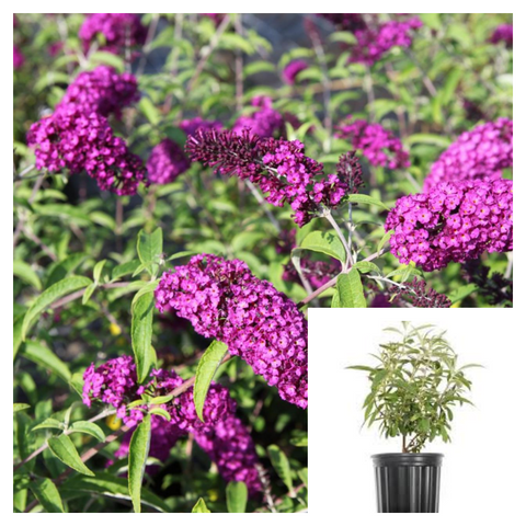 Buddleia Davidii Royal Red 1Gallon Plant Shrub Live Plant Mr7