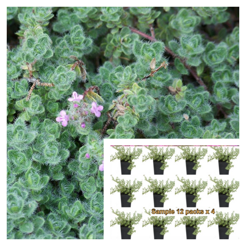 Thyme Woolly Plant 12Pks Of 2Inches Pot Thymus Seudolanuginosus Ground Cover