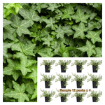 Ivy English 6Pks Of 2Inches Pot Green Hahns Ivy Live Plant Ground Cover