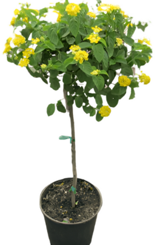 Lantana New Gold 5Gallon Yellow Plant Shrub Verbenas Lantanas Outdoor Live Plant Fr7