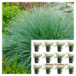 Festuca Ovina Glauca 12Pks Of 2Inches Sheeps Fescue Sheep Blue Gray Perennial Live Plant Mr7