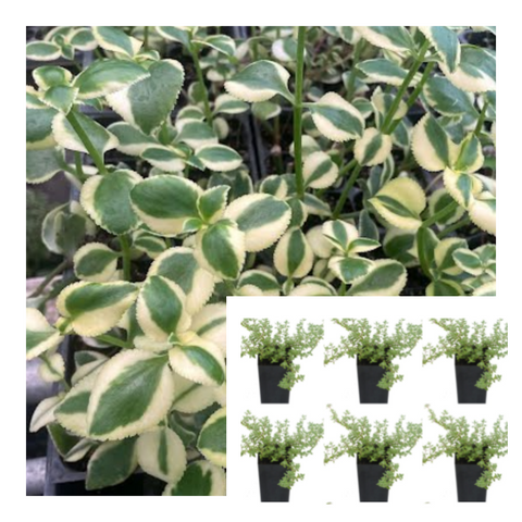 Crassula Sarmentosa Yellow Variegated Rare Showy Lime Ground Cover Succulent Best Live Plant 6Pks Of 2" Pot Ht7