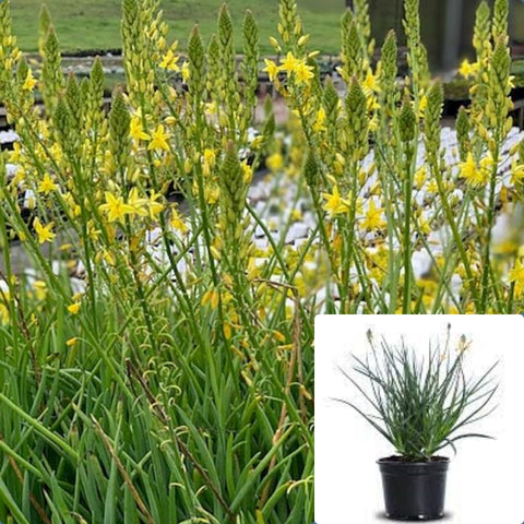 Bulbine Frutescens Yellow Plant Succulent Perennial Flower Live Plant 1Gallon Pot Ho7