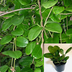 Hoya Australis Plant 4" Waxvine Plant Common Wax Flower Rare House Live Plant Pot Ht7