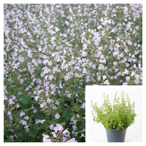 Calamintha Nepeta Ssp 4Inches Pots Lesser Calamint Ground Cover Live Plant Ht7