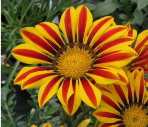 Gazania Big Kiss Mix 4 inches Plant Gazania Rigens Outdoor Live Plant ...