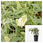 Buddleia Buzz Ivory 4 Incehs Pot Summer Lilac White Plant Butterfly Bush Flower Outdoor Live Plant