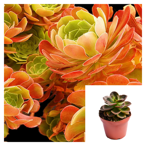Aeonium Blushing Beauty 4Inches Crassulaceae Succulent Live Plant Ht7