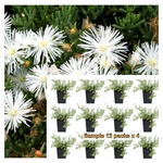 Lampranthus White 12Pks Of 2Inches Pot Plant Perennial Mesembryanthemum Palnt Groundcovers Live Plant Mr7