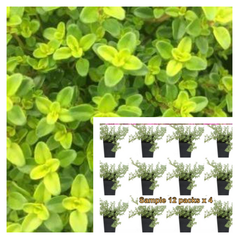 Thyme Lime Plant 12Pks Of 2Inches Pot Thymus Citriodorus Live Plant Ground Cover
