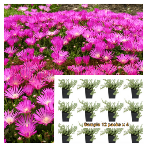 Lampranthus Spectabilis Plant Hardy Ice Purple 6Pks Of 2Inches Pot Trailing Iceplant Pink Live Plant Ht7
