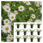 Chamomile Gernman White Daisy Winter Hardy Plant Matricaria Scen 4 Inches Mayweed Flower Live Plant Ht7 Best