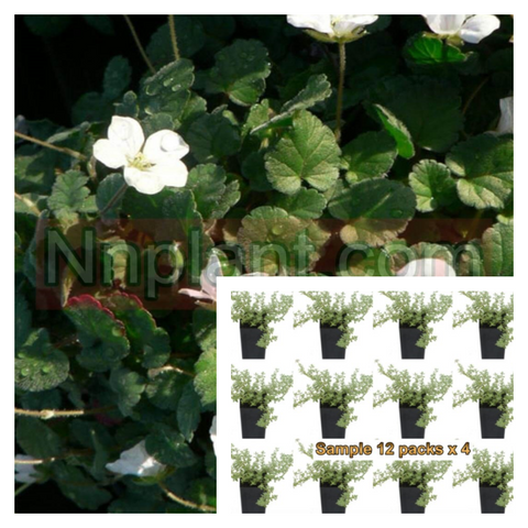 Erodium Album Plant 12Pks Of 2Inches Cranesbill White Alpine Geranium Pot Live Plant Ground Cover