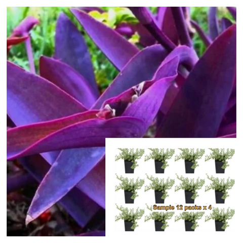 Setcreasea Pallida Purple Heart Plant Succulent 12pks Of 2In live plant ground cover