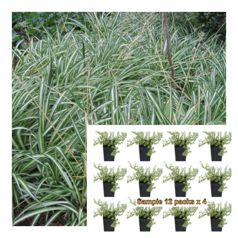 Spider Variegated 6Pks Of 2Inches Plant Chlorophytum Comosum Succulent Live Plant Pl Ht7