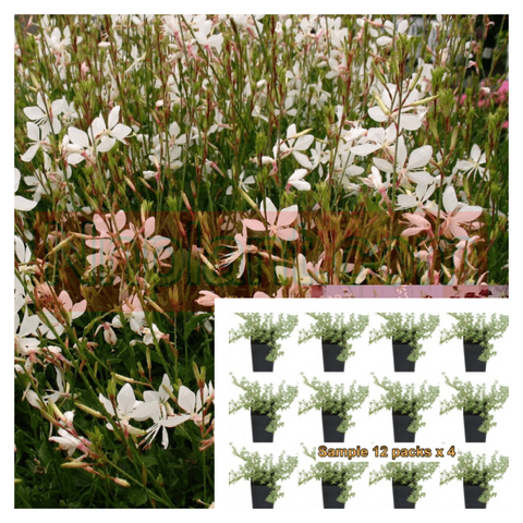 Gaura Sparkle White Plant 12pks Of 2Inches Pot Lindheimeri Live Plant P Ground cover
