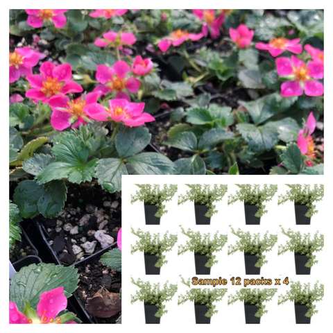 Strawberry Lipstick Plant 12Pks Of 2Inches Pot Fragaria Live Plant Ground Cover Mr7