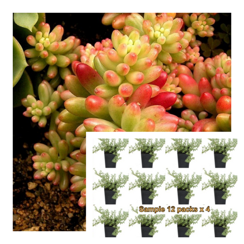 Sedum Rubrotinctum 12Pks Of 2Inches Plant Jellybean Palnt Succulent Live Plant Mr7