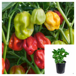 Pepper Chili Habanero 4Inches Pot Plant Chilli Peppers Ht7 Best