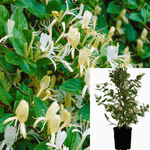 Lonicera Japonica Halliana 1Gallon Plant Lonicera Halliana Halls Honeysuckle Plant Lonicera Japonica Japanese Ho7