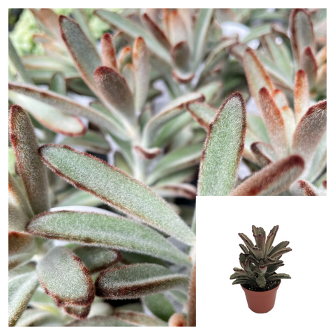 Kalanchoe Tomentosa Chocolate Soldier 4 Inches Plant Panda Pussy Ears Live Plant