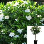 Gardenia Veitchii Patio 3Gallon Plant Cape Jasmine Tree Live Plant Fr7